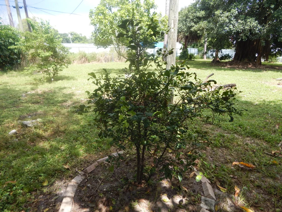 Photo of 5783 Mango Road