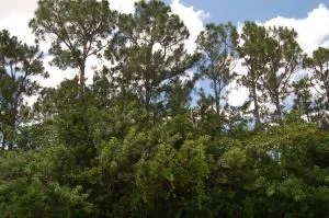 Photo of 18310 93rd Road N