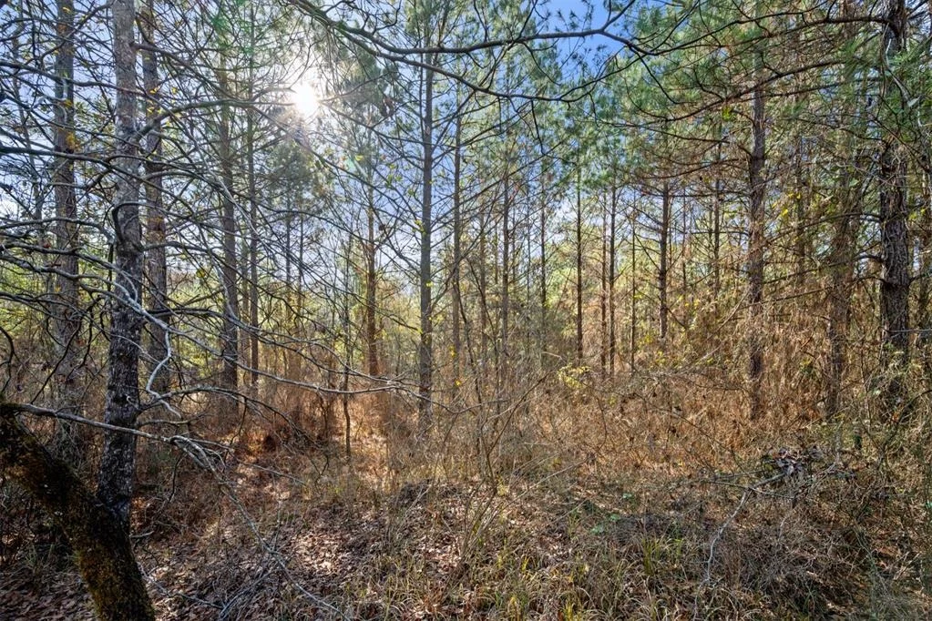 Photo of 323 Marked Pine Lane