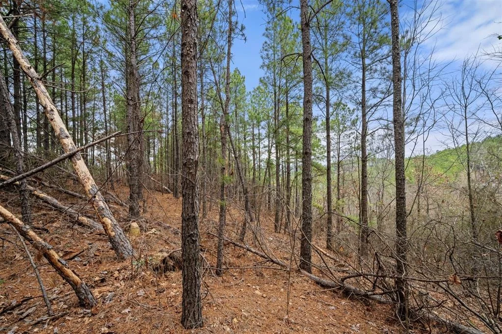 Photo of 905 Timberline Trail