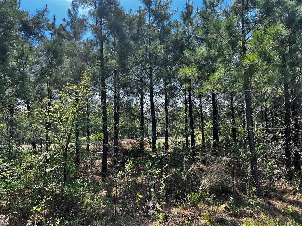 Photo of 62 BR Johnson Road