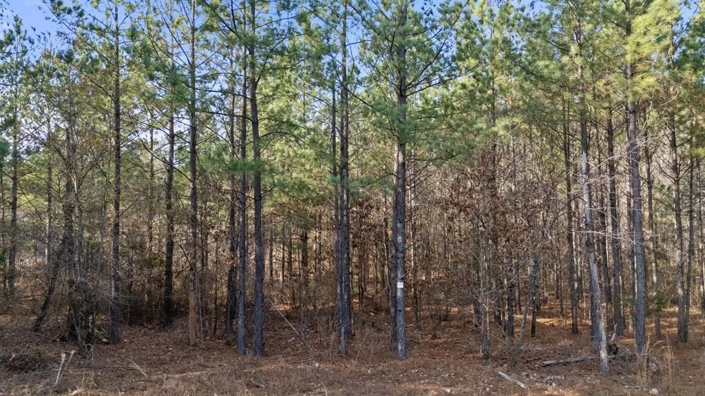 Photo of 315 Marked Pine Lane