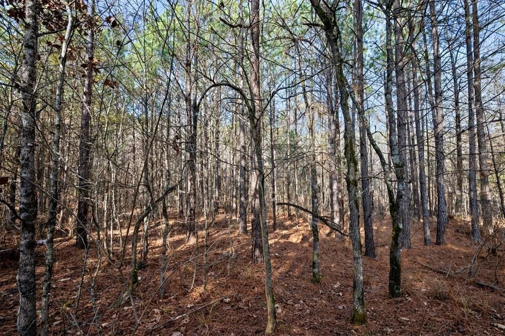 Photo of 315 Marked Pine Lane