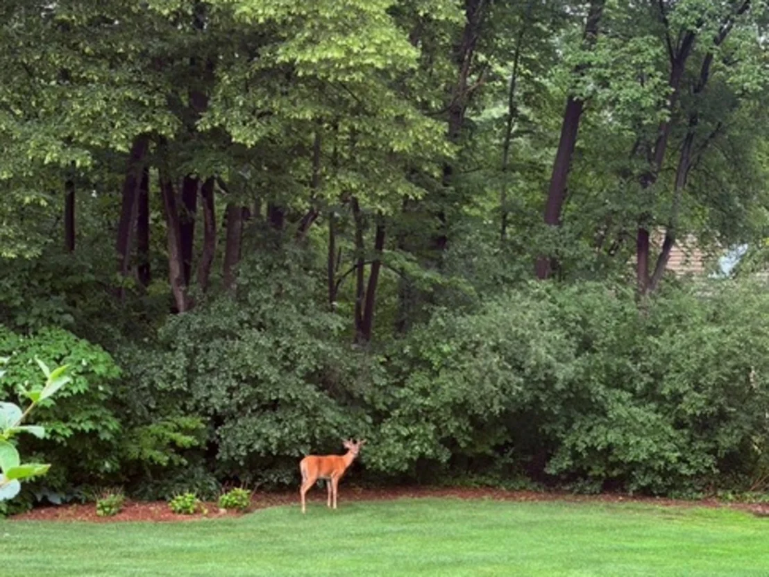 Photo of 1986 Camphill Circle