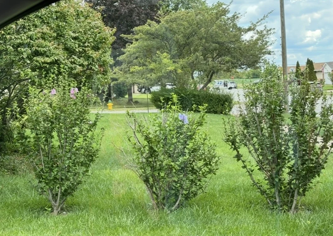 Photo of 856 Quail Drive