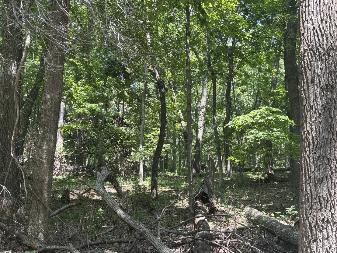 Photo of 1805 Tanglewood Drive