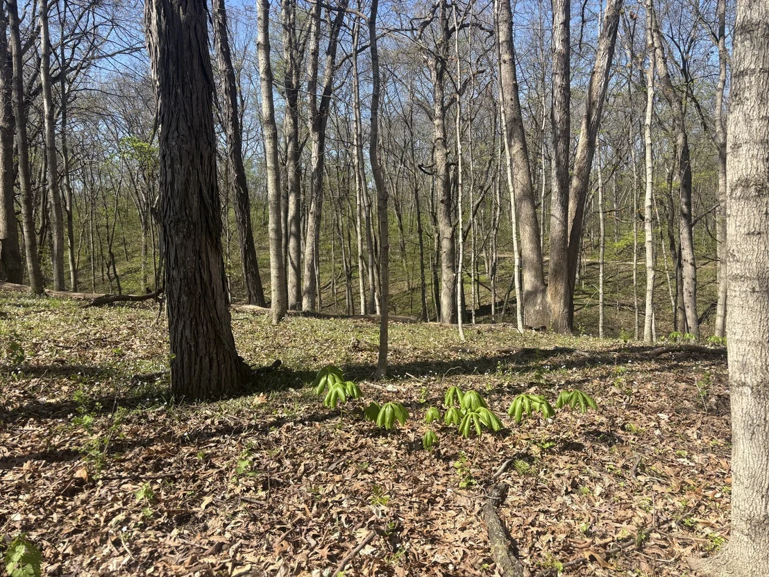 Photo of 1618 Tanglewood Drive