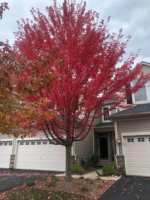 Photo of 558 Telluride Drive