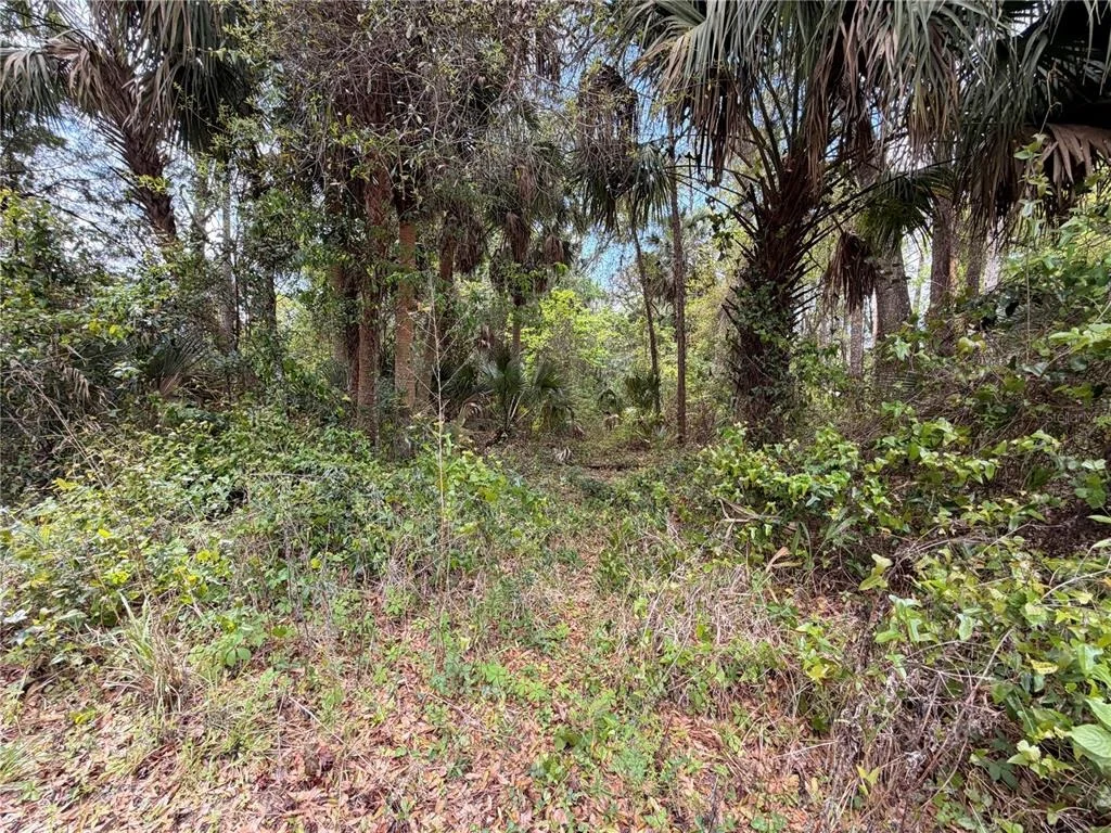 Photo of COUNTY ROAD 445A