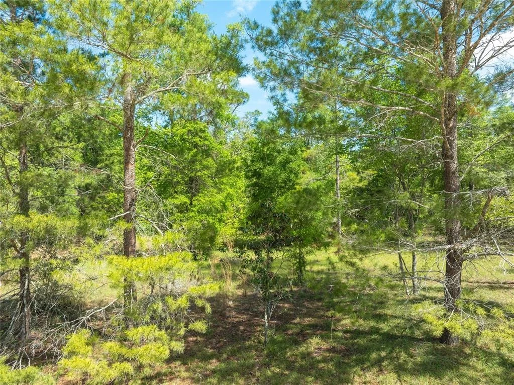 Photo of 0 PINE WAY