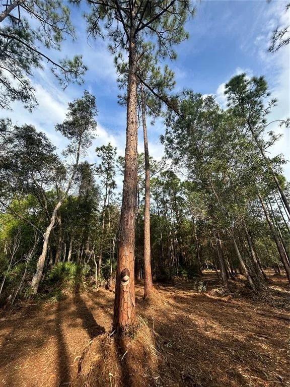 Photo of PANTERA LN