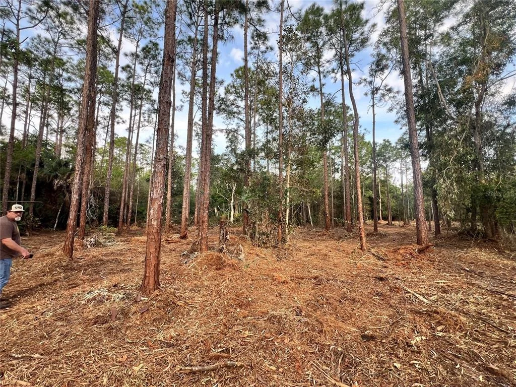 Photo of PANTERA LN
