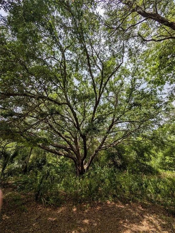 Photo of 38521 ILEX TRAIL