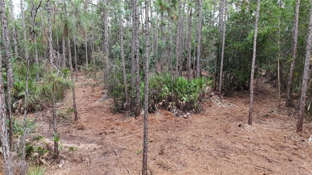 Photo of PANTERA LN