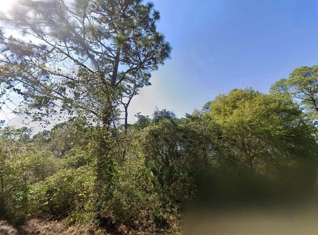 Photo of CHINABERRY WAY