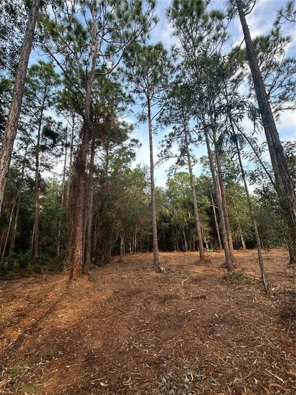 Photo of PANTERA LN