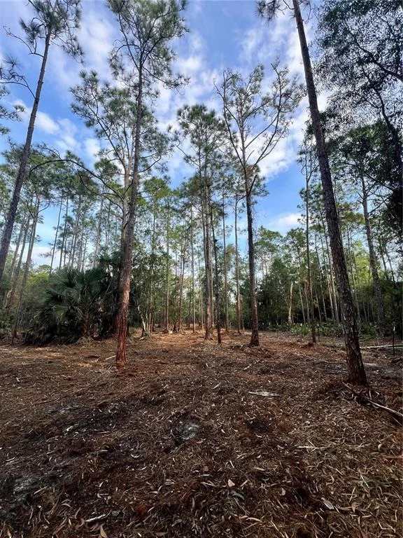 Photo of PANTERA LN