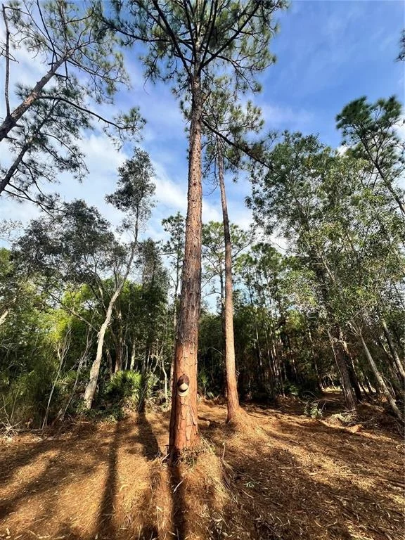 Photo of PANTERA LN