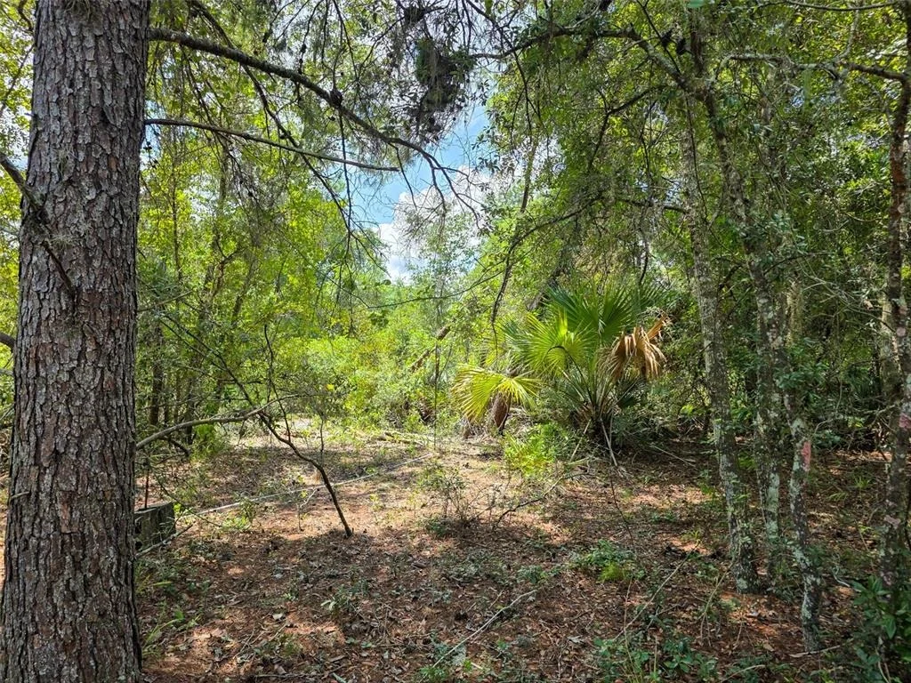 Photo of 340 SAND PINE PLACE