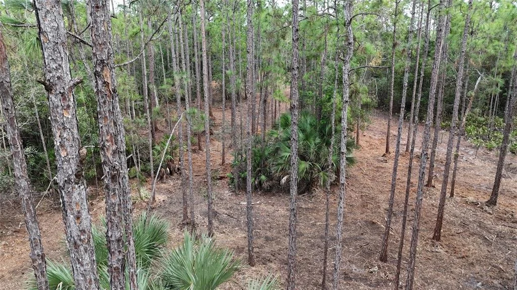 Photo of PANTERA LN