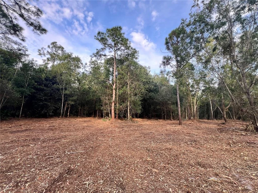 Photo of PANTERA LN