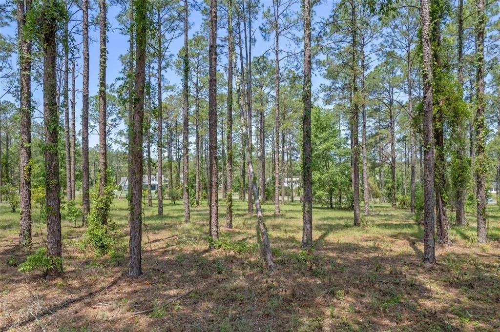 Photo of 35408 PINEGATE TRAIL