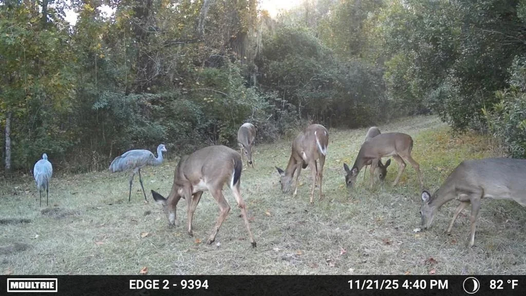 Photo of 11816 SE COUNTY ROAD 234