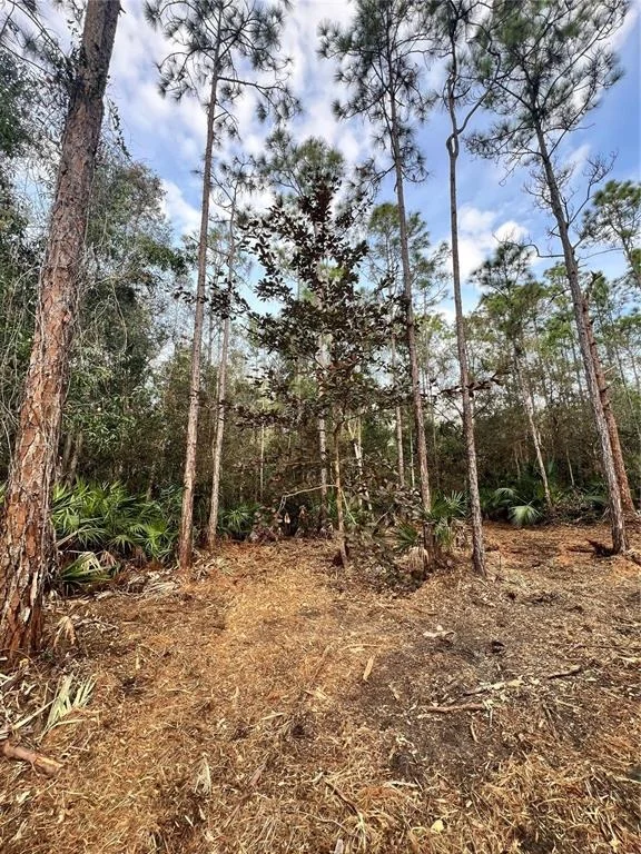 Photo of PANTERA LN