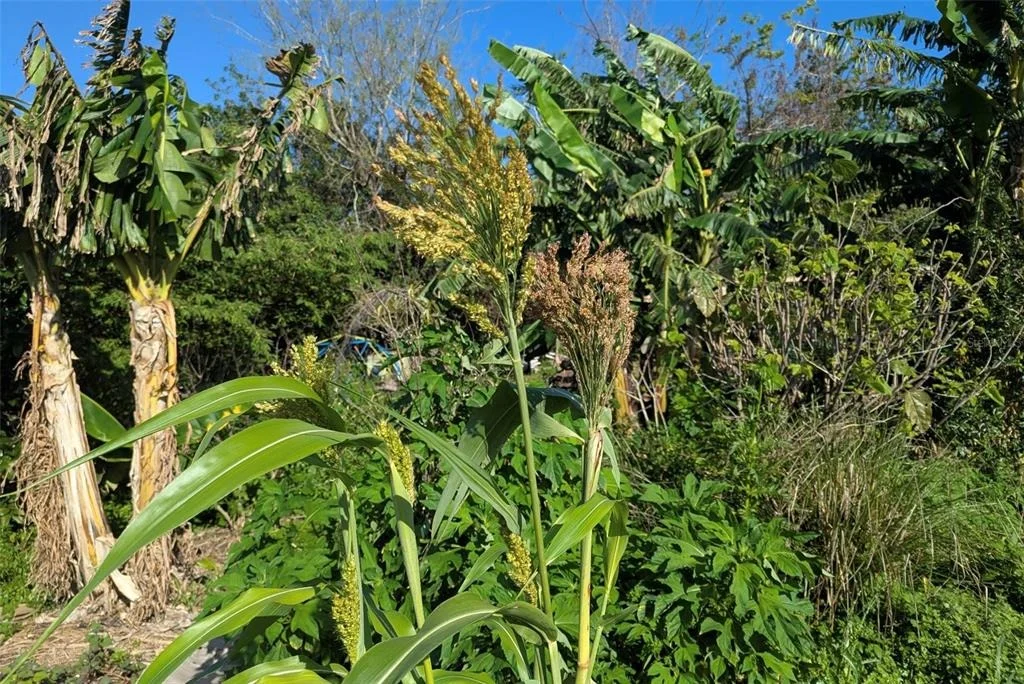 Photo of 0 DAVIS ROAD
