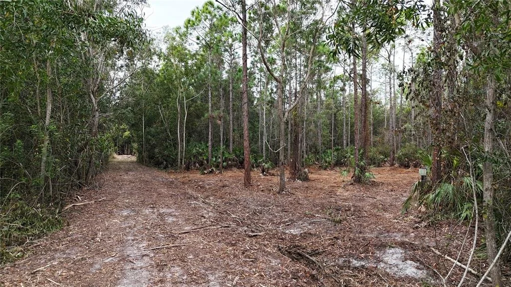 Photo of PANTERA LN