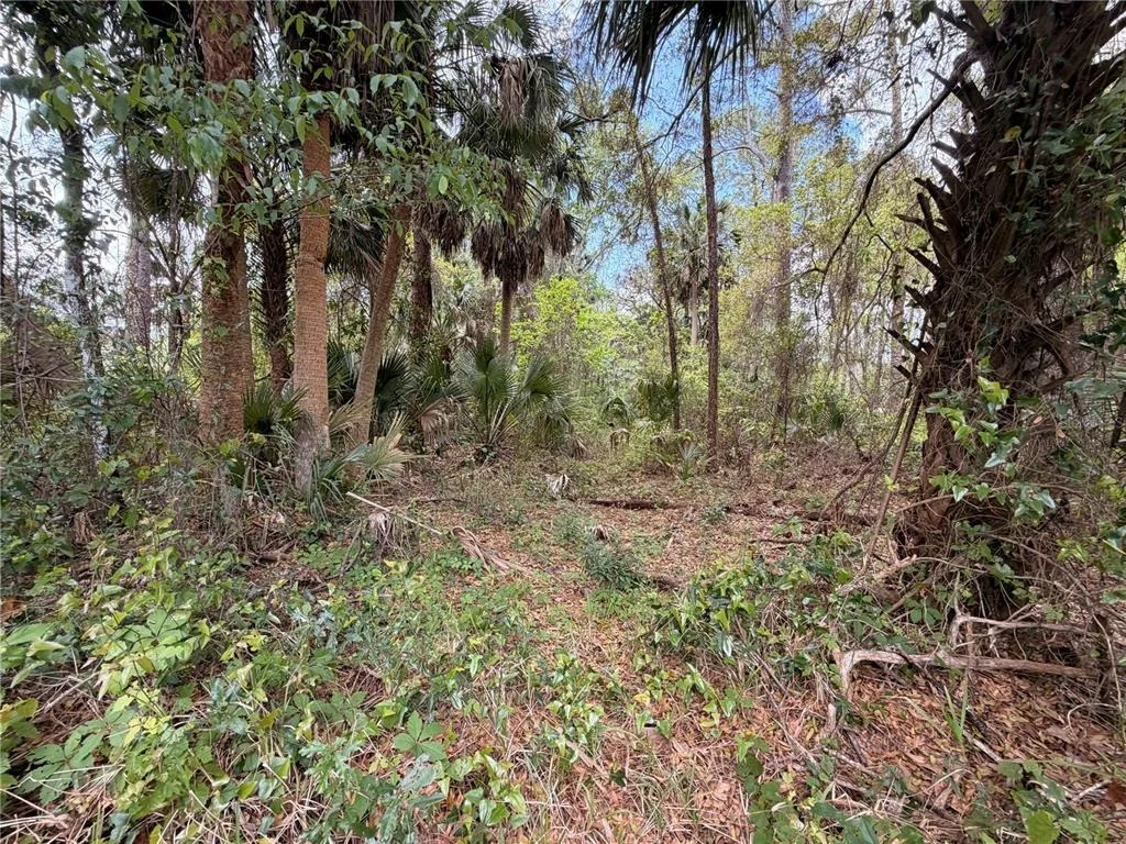 Photo of COUNTY ROAD 445A