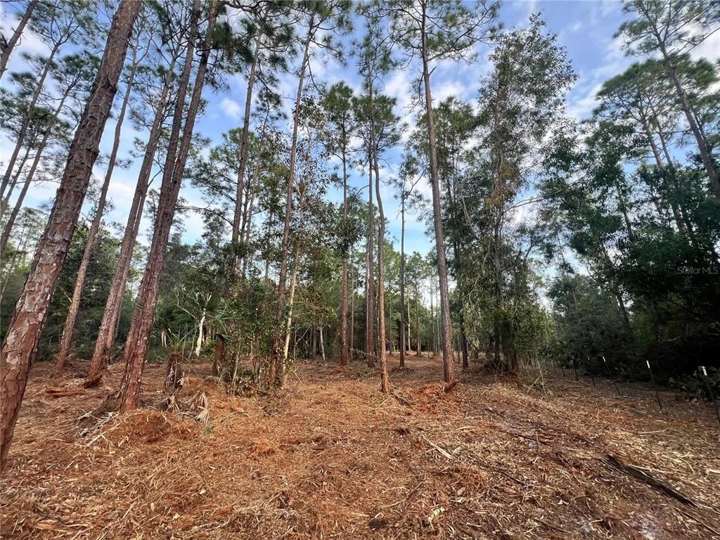 Photo of PANTERA LN