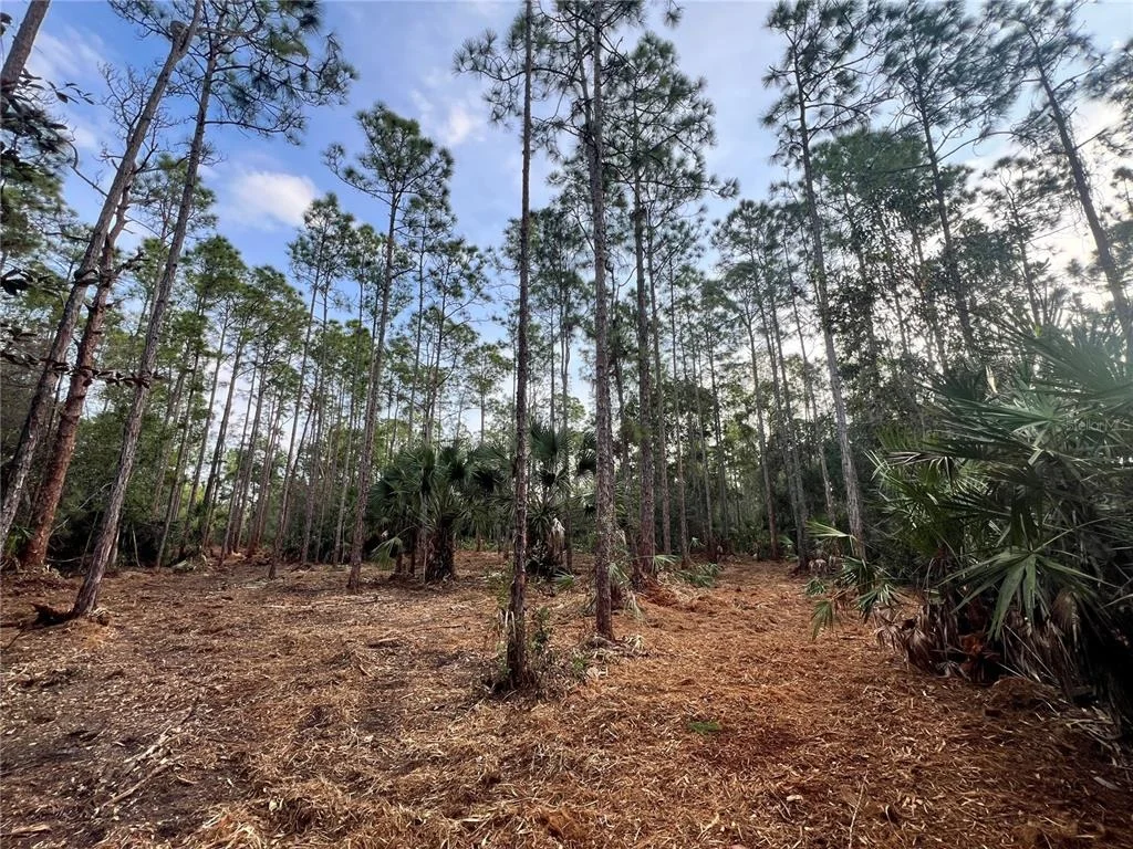 Photo of PANTERA LN