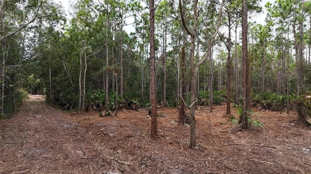 Photo of PANTERA LN