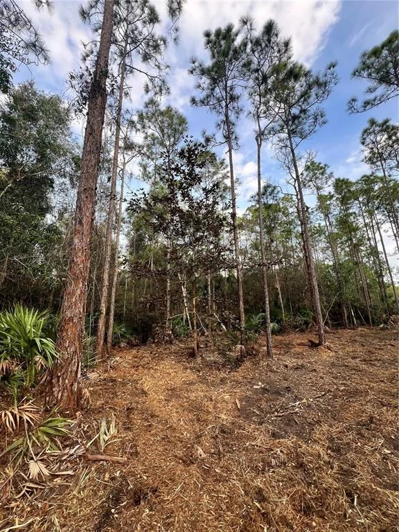 Photo of PANTERA LN
