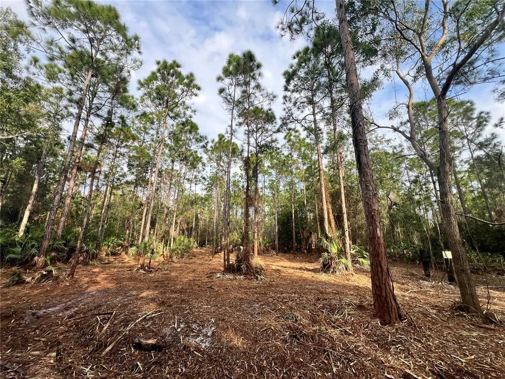 Photo of PANTERA LN