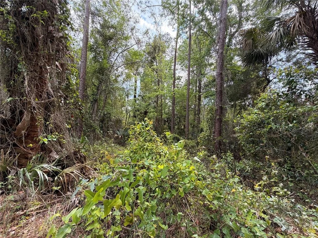 Photo of COUNTY ROAD 445A