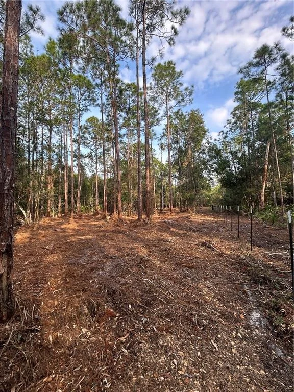 Photo of PANTERA LN