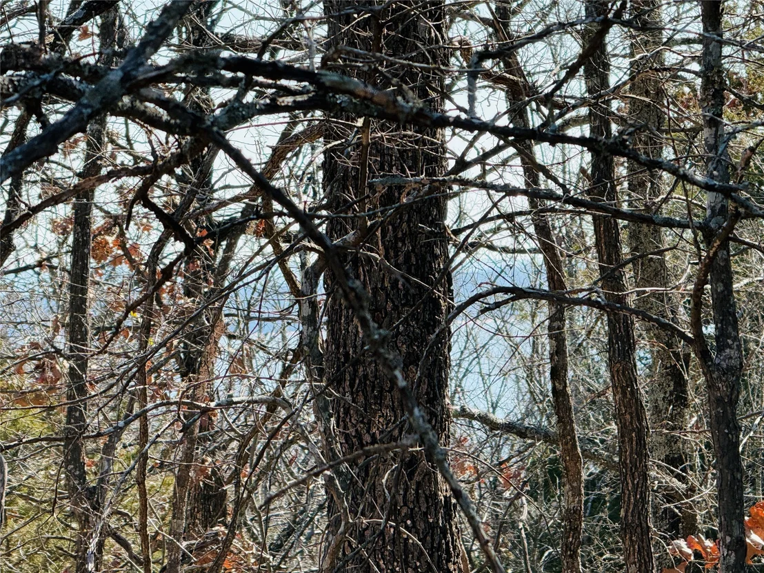 Photo of Mountain View Road