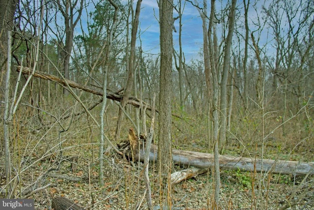 Photo of 8103 AVIS MILL ROAD