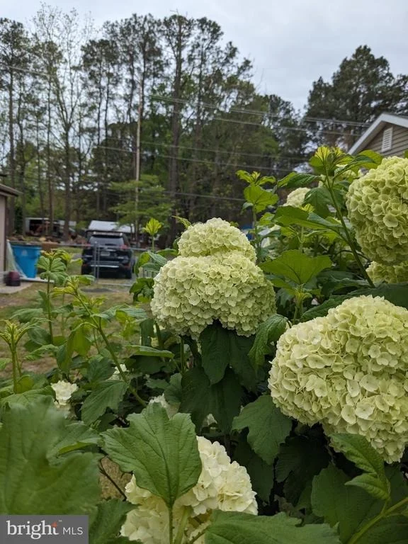 Photo of 103 HONEYSUCKLE DRIVE