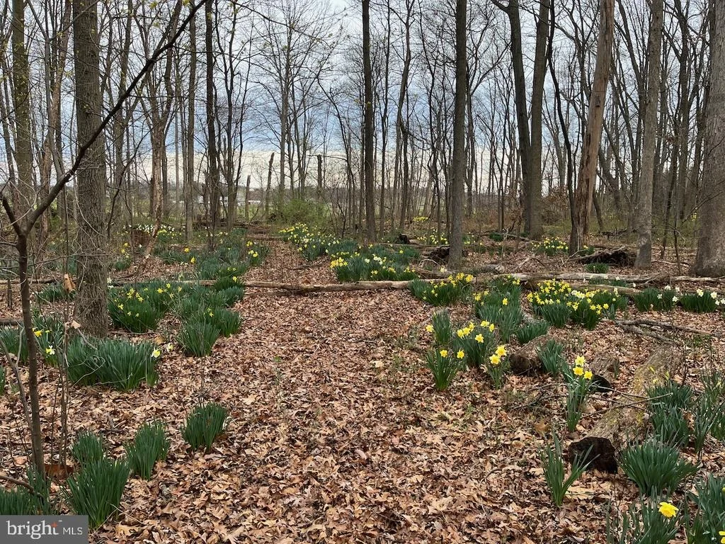 Photo of 21030 PEACH TREE ROAD