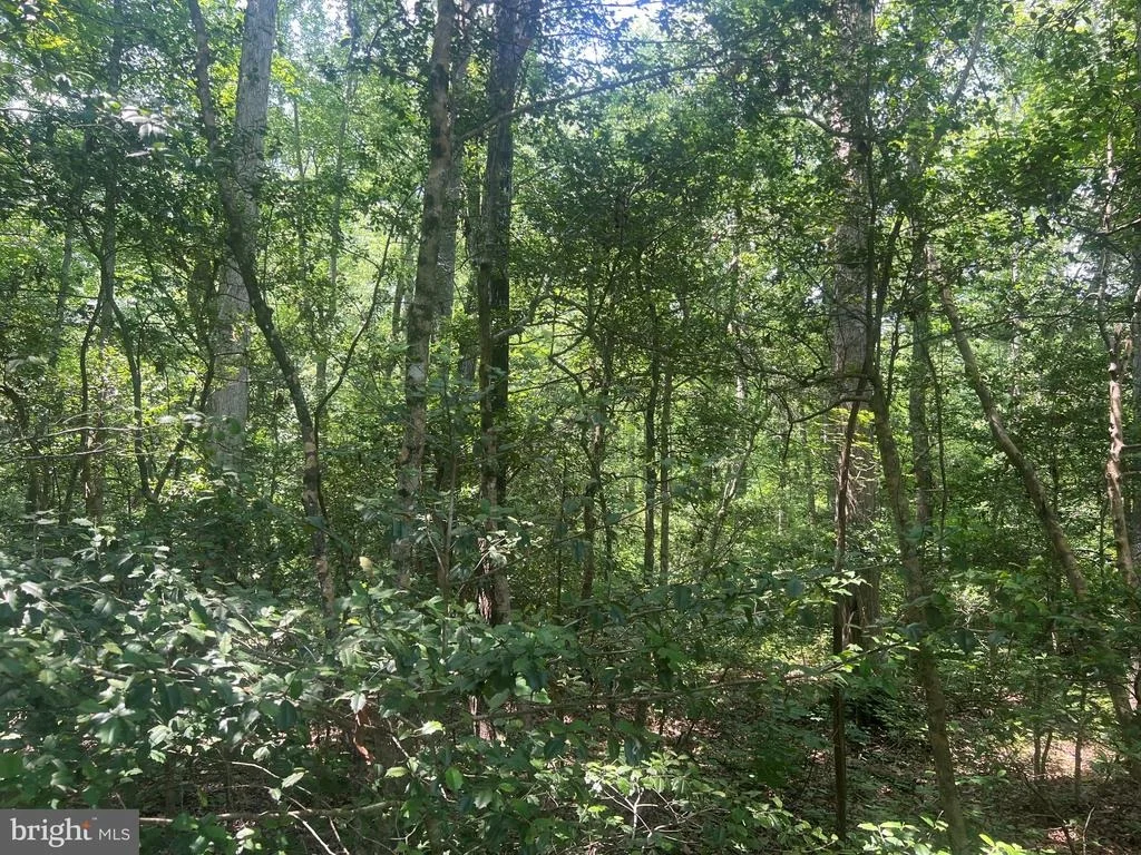 Photo of 5517 FOREST VIEW DRIVE