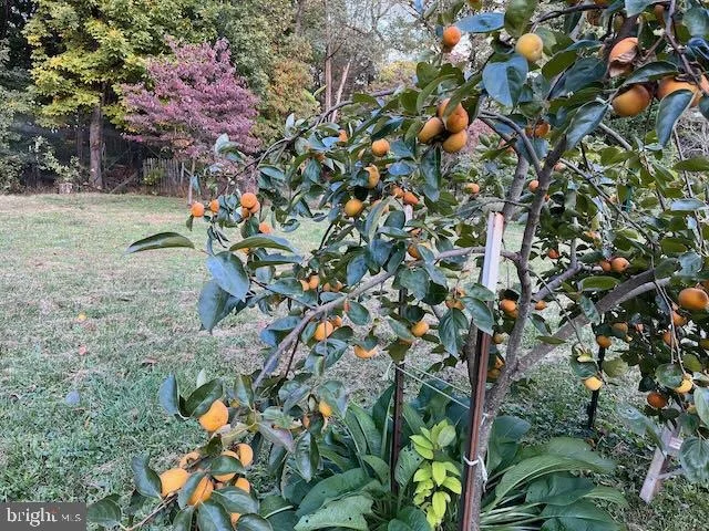 Photo of 21030 PEACH TREE ROAD
