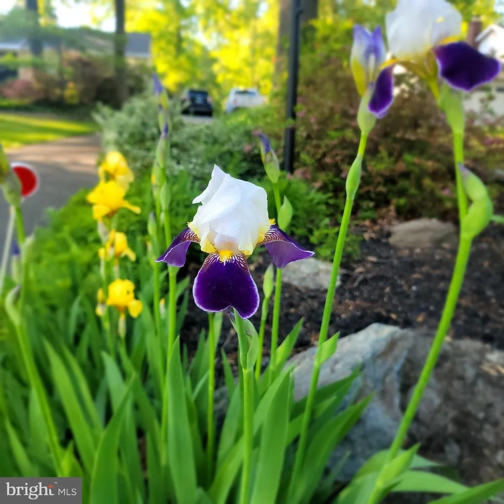 Photo of 4296 WOLF HILL DRIVE