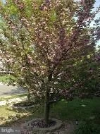 Photo of 42099 PEPPERBUSH PLACE