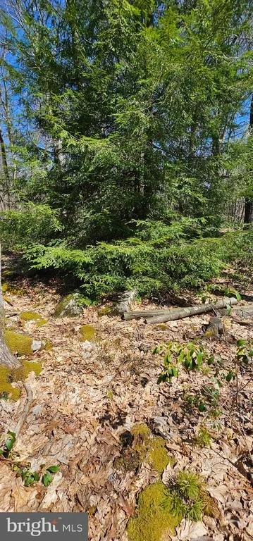 Photo of 6 CEDAR LANE