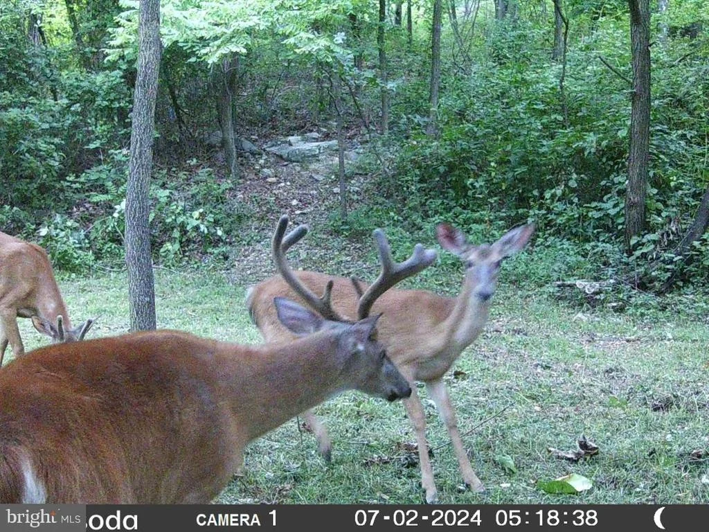 Photo of 11430 NATIONAL PIKE