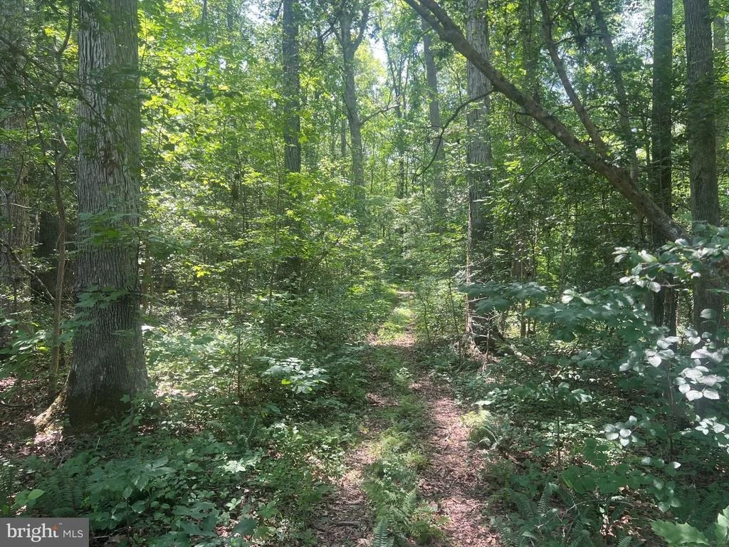 Photo of 5517 FOREST VIEW DRIVE