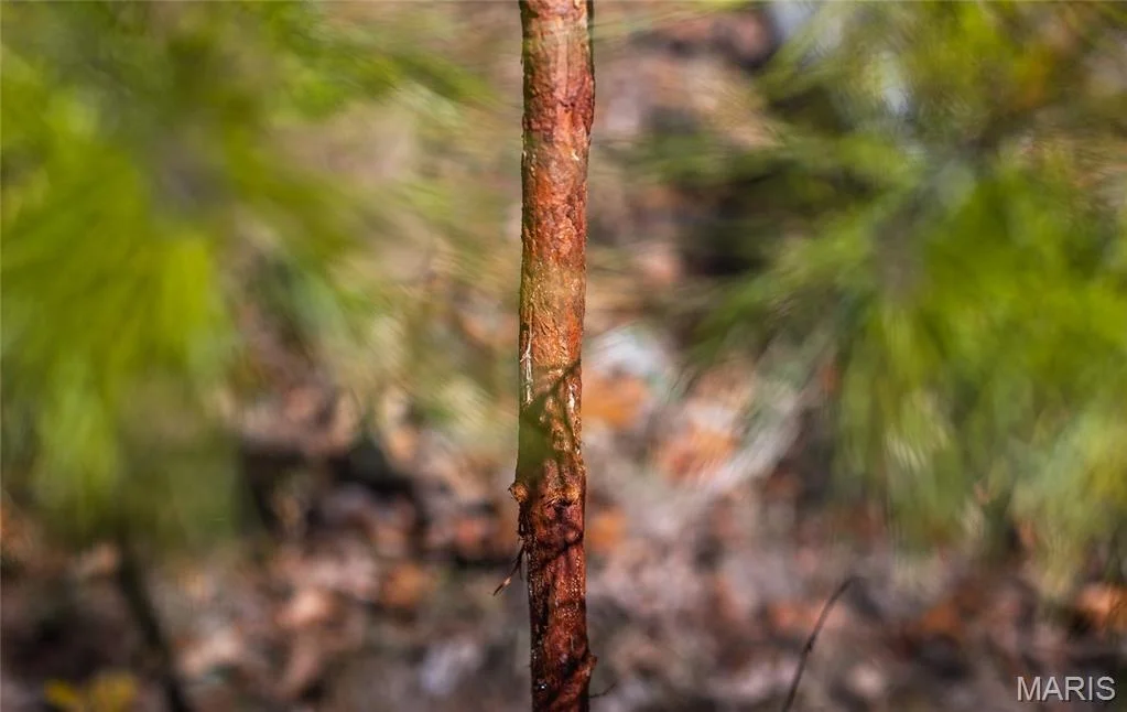 Photo of 15682 Winding Trail